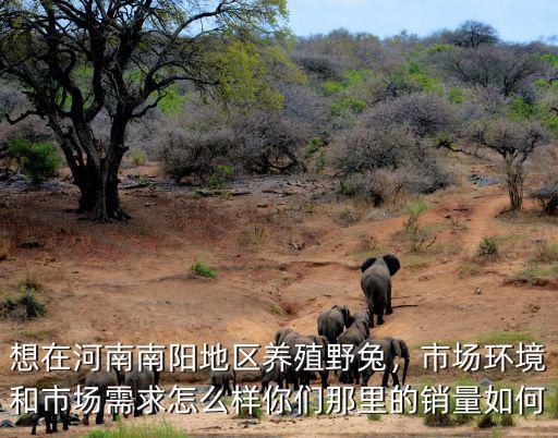 南陽兔業怎么樣,想在河南南陽地區養殖野兔