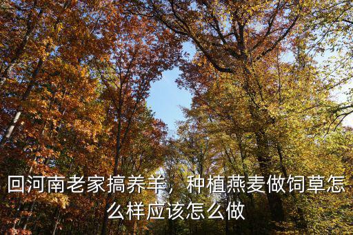 回河南老家搞養羊，種植燕麥做飼草怎么樣應該怎么做