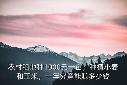 農村租地種1000元一畝，種植小麥和玉米，一年究竟能賺多少錢
