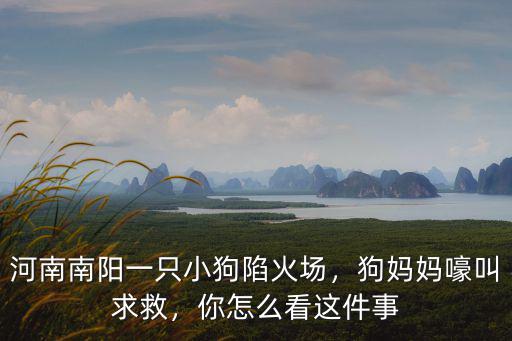 河南南陽一只小狗陷火場，狗媽媽嚎叫求救，你怎么看這件事