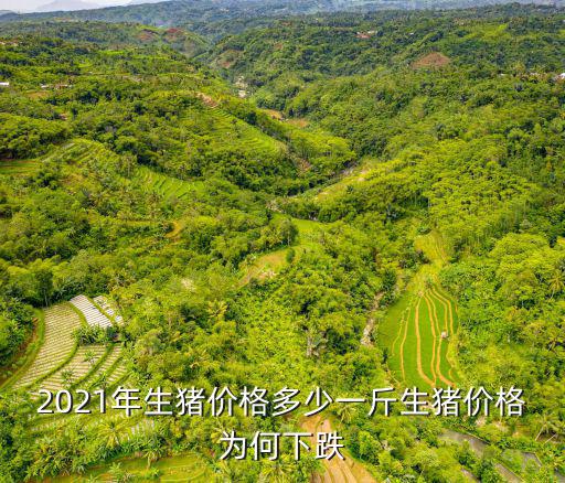 河南生豬價格多少錢1斤,2021年生豬價格多少一斤