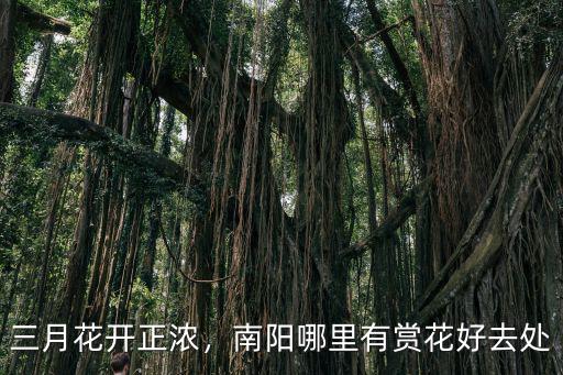 南陽月季花開在哪里,南陽哪里有賞花好去處