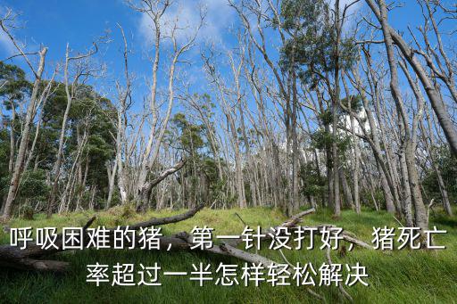 呼吸困難的豬，第一針沒打好，豬死亡率超過一半怎樣輕松解決