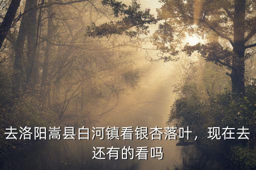 洛陽去哪里看銀杏,去洛陽嵩縣白河鎮看銀杏落葉