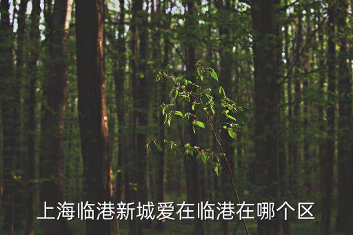 上海臨港新城愛在臨港在哪個區