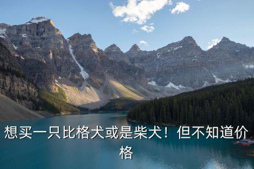 鄭州柴犬價格多少錢一只,柴犬價格是否很混亂