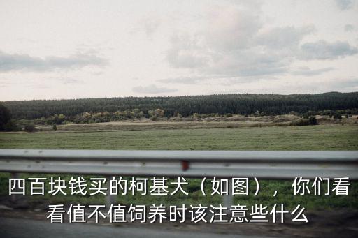 商丘狗市的柯基多少錢,小柯基犬的價格一般是多少錢