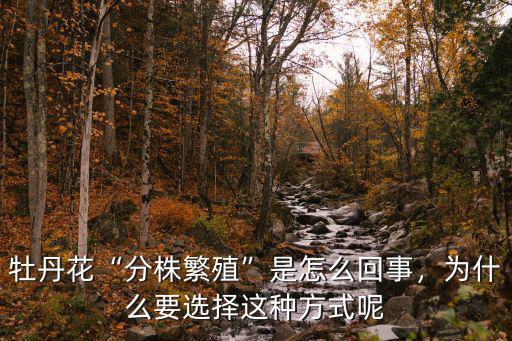 牡丹花“分株繁殖”是怎么回事，為什么要選擇這種方式呢