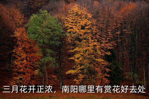 南陽臘梅花哪里有,南陽哪里有賞花好去處