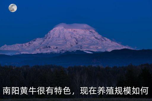 南陽黃牛很有特色，現在養殖規模如何