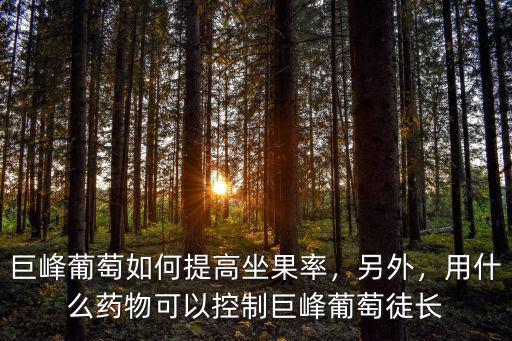 巨峰葡萄在河南開花期是多少天,巨峰葡萄如何提高坐果率