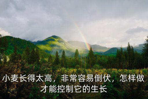 河南沈丘小麥長得怎么樣,今年河南小麥收成怎么樣