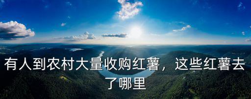 有人到農村大量收購紅薯，這些紅薯去了哪里
