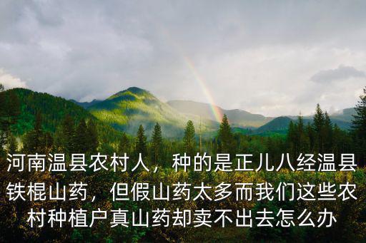 河南溫縣農村人，種的是正兒八經溫縣鐵棍山藥，但假山藥太多而我們這些農村種植戶真山藥卻賣不出去怎么辦