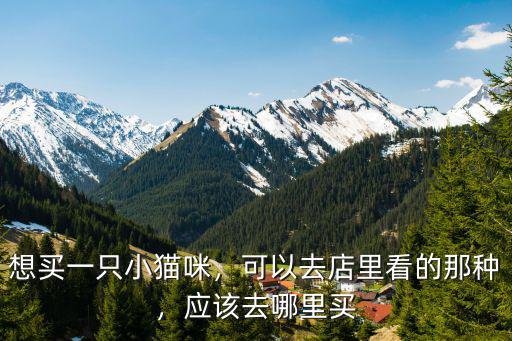 想買一只小貓咪，可以去店里看的那種，應該去哪里買
