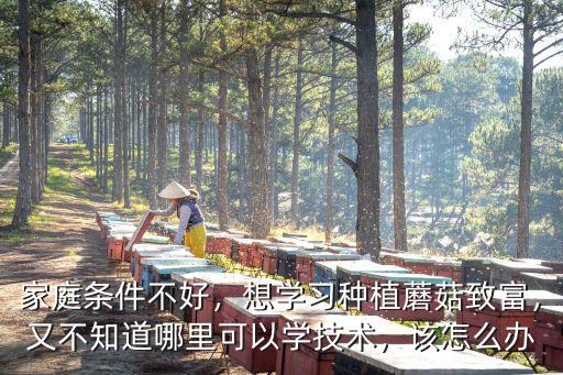 家庭條件不好，想學習種植蘑菇致富，又不知道哪里可以學技術，該怎么辦