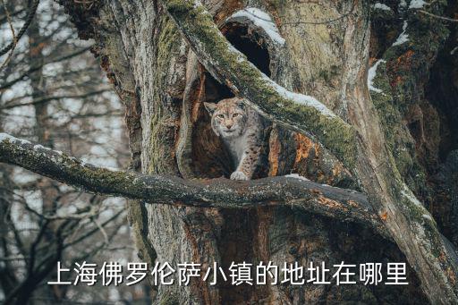 上海佛羅倫薩小鎮(zhèn)的地址在哪里