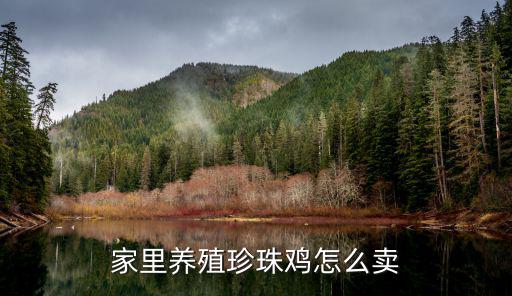 漯河哪里有珍珠雞養殖,養殖珍珠雞怎么找銷路