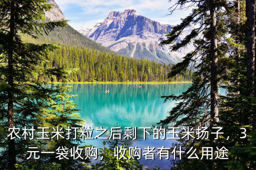 河南玉米芯哪里有收購,有很多收玉米芯的