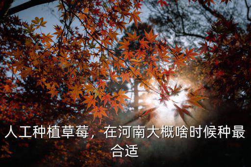 人工種植草莓，在河南大概啥時候種最合適