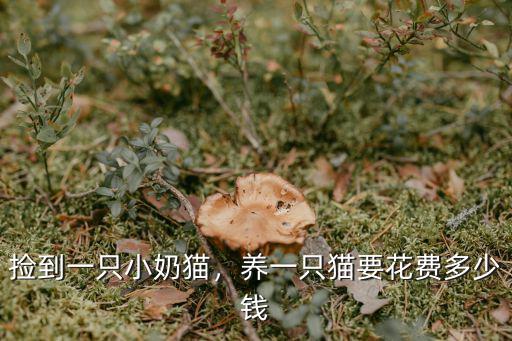 撿到一只小奶貓，養(yǎng)一只貓要花費(fèi)多少錢