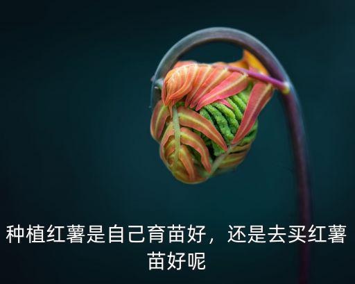 三門峽脫毒紅薯苗在哪里買,脫毒紅薯可以育脫毒苗嗎