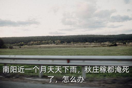 南陽近一個月天天下雨，秋莊稼都淹死了，怎么辦