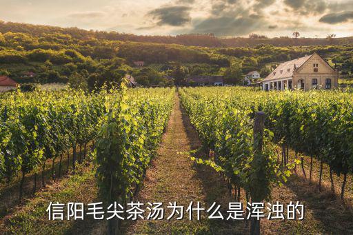 信陽毛尖茶湯為什么是渾濁的