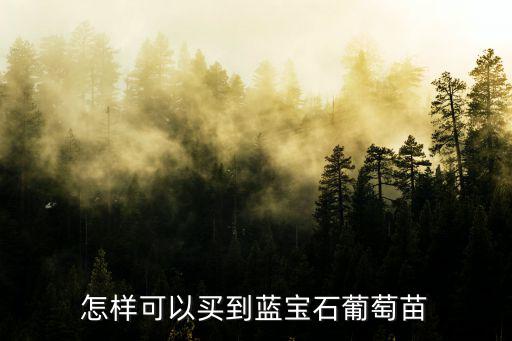 新鄉哪里有賣藍寶石葡萄苗,國內哪里有紅寶石葡萄苗