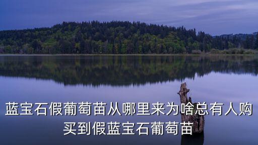 藍(lán)寶石假葡萄苗從哪里來為啥總有人購(gòu)買到假藍(lán)寶石葡萄苗
