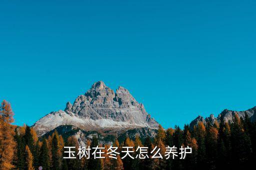 在河南玉樹冬天怎么樣,玉樹在冬天能換盆嗎