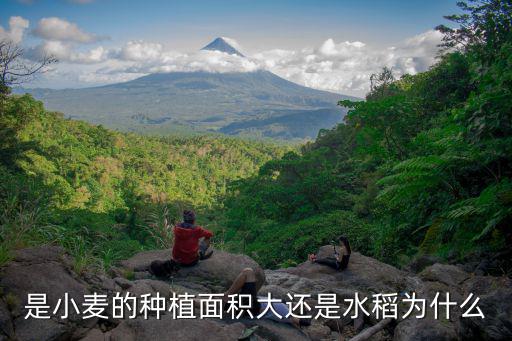 平頂山寶豐種小麥面積是多少,說說你家鄉(xiāng)小麥畝產(chǎn)量是多少