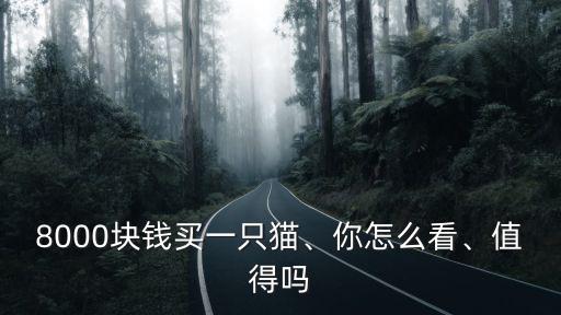 8000塊錢買一只貓、你怎么看、值得嗎