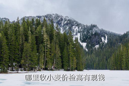 鶴壁哪里有收購小麥,有小販來農(nóng)村收購濕麥子