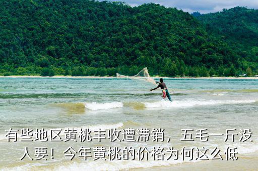 河南黃桃多少錢一斤,五毛一斤沒人要