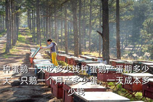 洛陽鵝種蛋多少錢一只,一只鵝一個月產多少蛋
