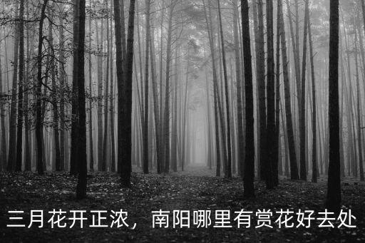 三月花開正濃，南陽哪里有賞花好去處