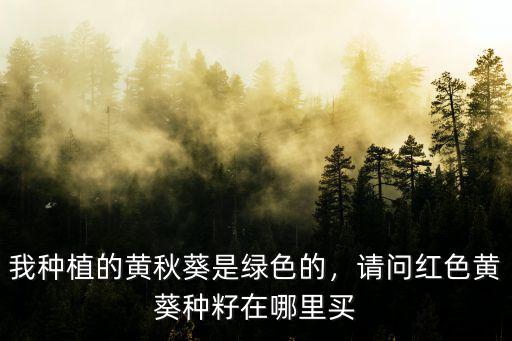 南陽市哪里有賣黃秋葵種子,種子在哪里購買