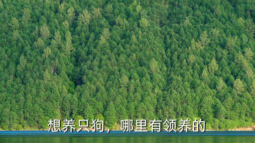 商丘哪里有領(lǐng)養(yǎng)狗的,有哪些靠譜的寵物領(lǐng)養(yǎng)平臺
