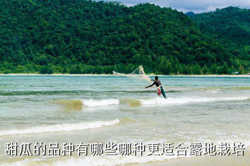 甜瓜的品種有哪些哪種更適合露地栽培