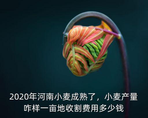 2020年河南小麥成熟了，小麥產量咋樣一畝地收割費用多少錢