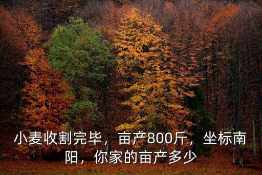 南陽的麥子怎么樣,你覺得南陽怎么樣