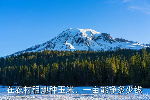 河南播種玉米多少錢一畝,到底能賺多少錢