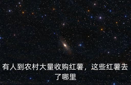 河南紅薯銷往哪里,這些紅薯去了哪里