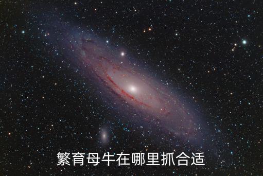 駐馬店種牛繁育哪里好,養牛好還是養豬好