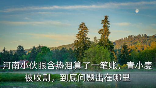 河南小麥都去哪里了,2020年河南小麥成熟了