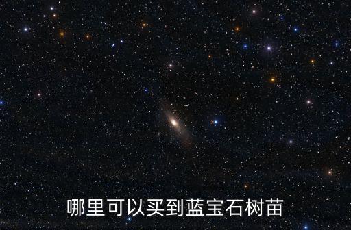 哪里可以買到藍寶石樹苗