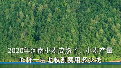 2020年河南小麥成熟了，小麥產量咋樣一畝地收割費用多少錢