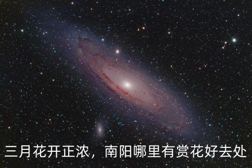 三月花開正濃，南陽哪里有賞花好去處