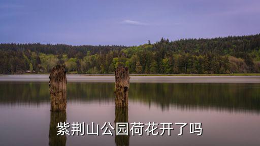紫荊山公園荷花開了嗎
